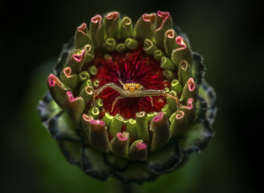Crab Spider on Her Throne