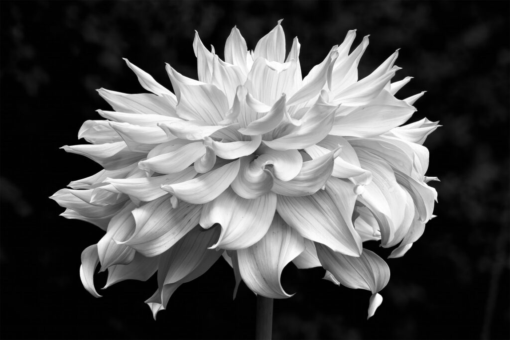 Dahlia Explosion