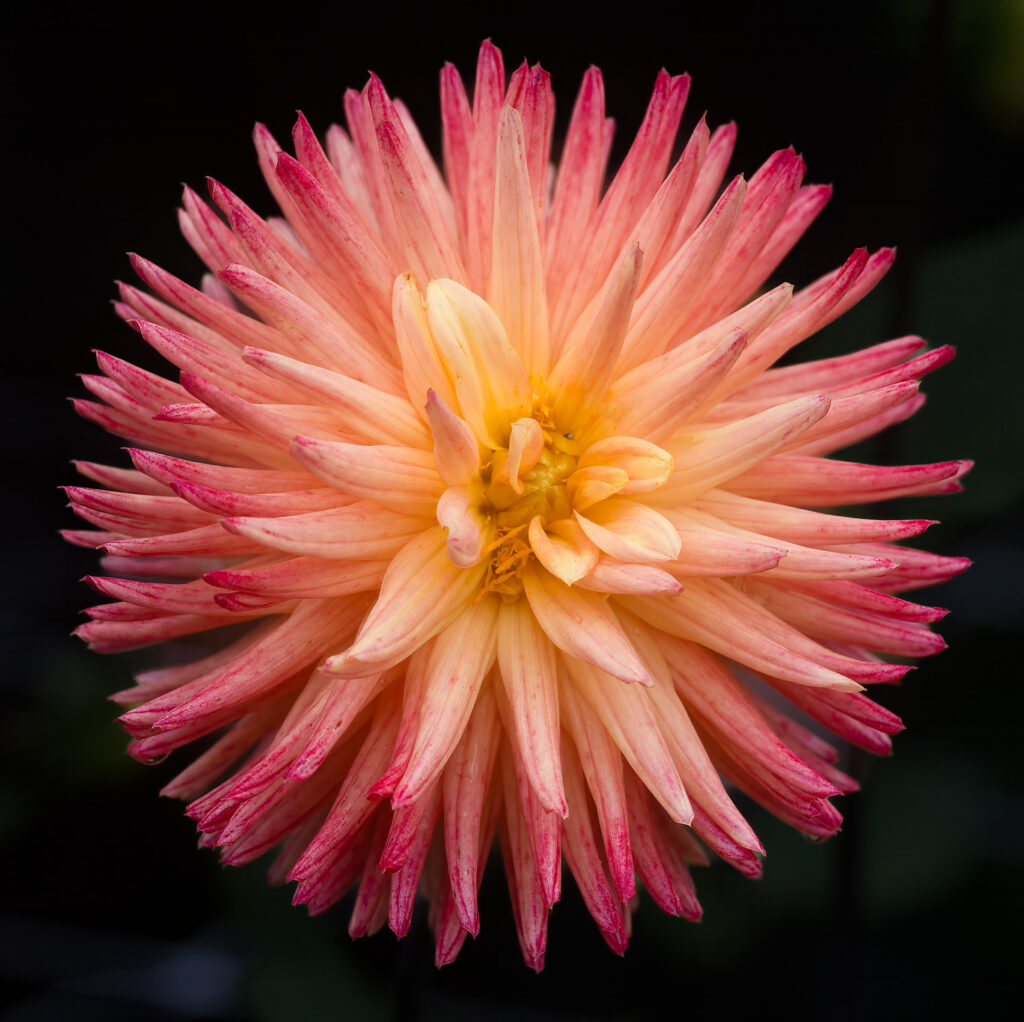 Dahlia Fireworks