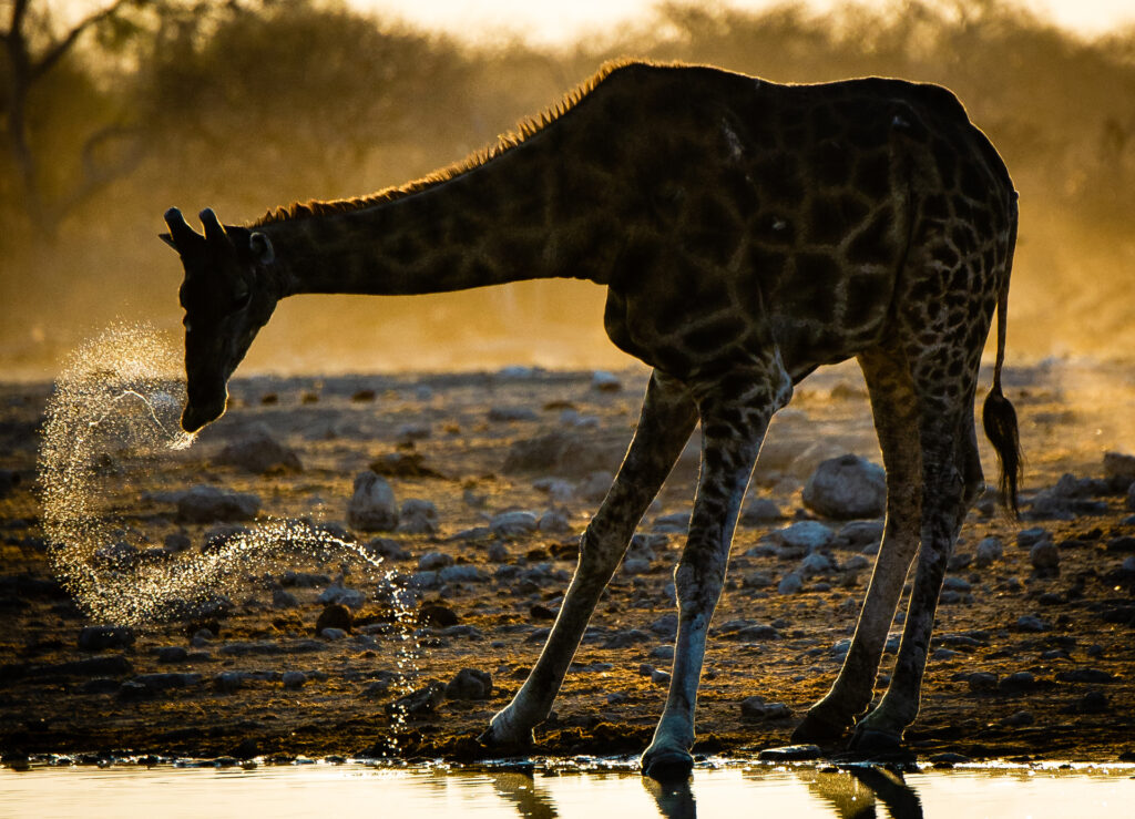 Watering with a Flair